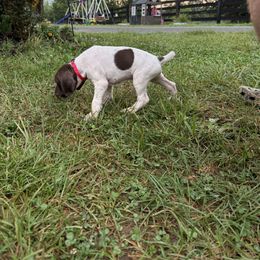 German Shorthaired Pointer Puppies from Rustic Creek Farms