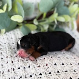 Nox - Tri-color female Bernedoodle puppy in Spanish Fork, Utah from K Brand Doodles