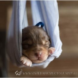 Australian Shepherd Puppies from Carolina Aussies