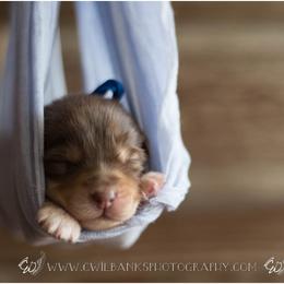 Australian Shepherd Puppies from Carolina Aussies
