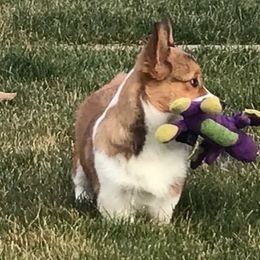 Cardigan Welsh Corgi and Pembroke Welsh Corgi All Grown Up from Dream Giver Corgis