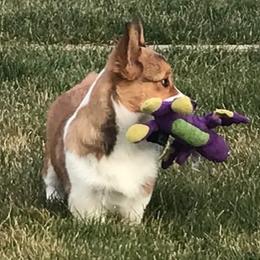 Cardigan Welsh Corgi and Pembroke Welsh Corgi All Grown Up from Dream Giver Corgis