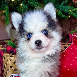 Dodger - Black and white male Pomsky puppy in Rhome, Texas from TyeDye Kennels