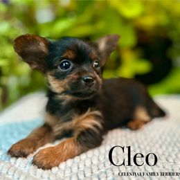 Yorkshire Terrier Puppies from Celestial Family Terriers (Yooper Yorkies)