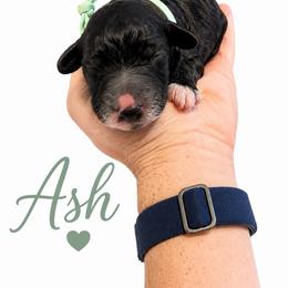 Ash - Black and white female Saint Berdoodle puppy in Garland, Texas from Brewer's Doodles and French Bulldogs