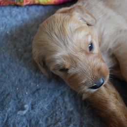 Girl 3 - Golden Retriever puppy in Otis Orchards, Washington from Sunlite Golden Retrievers