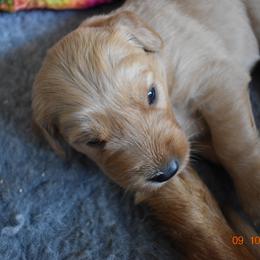 Girl 3 - Golden Retriever puppy in Otis Orchards, Washington from Sunlite Golden Retrievers