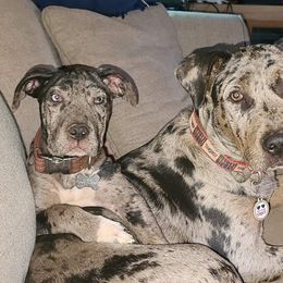 Catahoula Leopard Dog All Grown Up from Kassie's Catahoulas