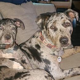 Catahoula Leopard Dog All Grown Up from Kassie's Catahoulas