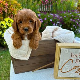 Goldendoodle and Poodle Puppies from D&D Doodles