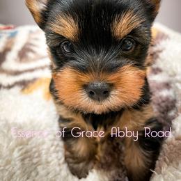 Yorkshire Terrier Puppies from Essence of Grace Yorkies