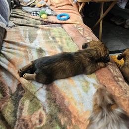 Dachshund Puppies from A&R Dachshund