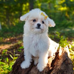 Korean Taiyang - White male Maltipoo puppy in Barren Springs, Virginia from Seeking Shalom Acres Maltese, Maltipoos & Havamalts