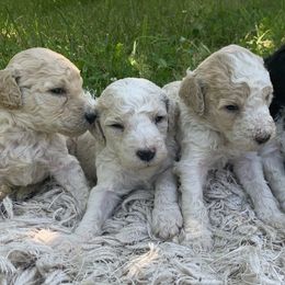 Alexander - Poodle puppy in Redding, California from Canyon Creek Kennels