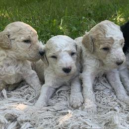 Alexander - Poodle puppy in Redding, California from Canyon Creek Kennels