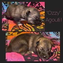 Ozzy - Agouti and white male Siberian Husky puppy in Charleston, Illinois from Blue Skyes Huskies