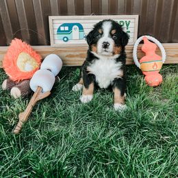 Bernese Mountain Dog Puppies from Pleasant Lake Bernedoodles & BMDs