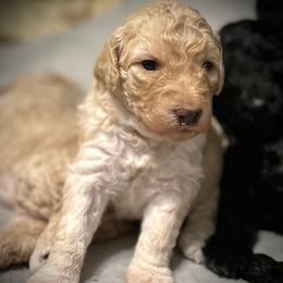 Clover - Apricot female Goldendoodle puppy in Kansas City, Missouri from Beary GoldenDoodles
