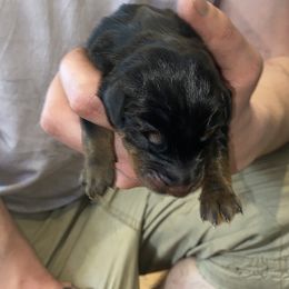 Doberman Pinscher Puppies from Fox Farm Kennel
