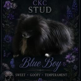 Beetlejuice - Pomeranian