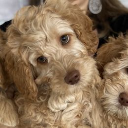 Australian Labradoodles from Joyous Additions Kennels