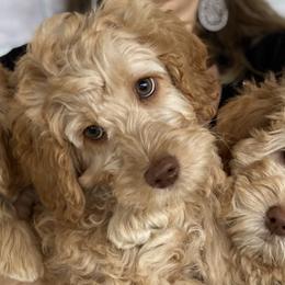 Australian Labradoodles from Joyous Additions Kennels