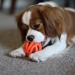 Cavalier King Charles Spaniel All Grown Up from The Gentle Cavalier