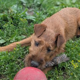 Leo - Red male Irish Terrier puppy in Spring Valley, Minnesota from Back Country Terriers