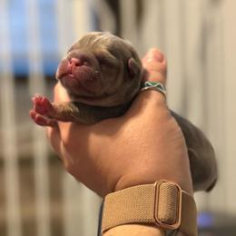 Lilac (masked) tan point 2 - Tricolors male French Bulldog puppy in Grafton, Ohio from K&J Frenchies