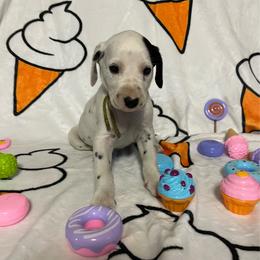 Butter Pecan- Yellow- HUA - White and black female Dalmatian puppy in Claremore, Oklahoma from Lotsofdots Dalmatians