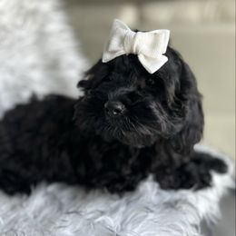 Cockapoo puppies from Designer Puppy Boutique