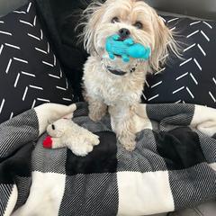 Shih Tzu, Shorkie, and Yorkshire Terrier Puppies from Great Mates