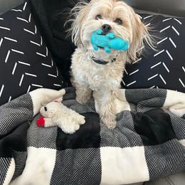 Shih Tzu, Shorkie, and Yorkshire Terrier Puppies from Great Mates