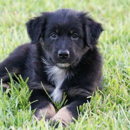 Australian Shepherd Puppies from Crown C Aussies