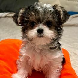 Boy 2 - Black & tan tri-color male Morkie puppy in Ocala, Florida from Hummingbird Fields