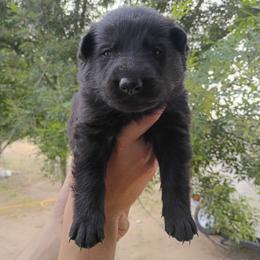 Blue - Black male German Shepherd puppy in Cochise, Arizona from Freiheit Von Himmel  Shepherds