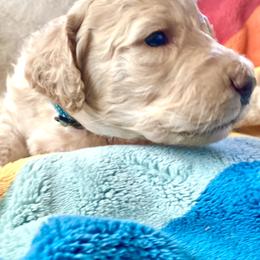 Skye - Apricot female Labradoodle puppy in Toledo, Washington from Bigfoot Doodles