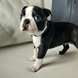 Boston Terrier Puppies from Little Daemons Boston Terriers