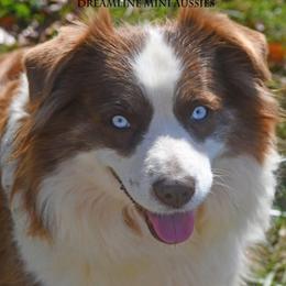 Shooter - Red & white female Miniature Australian Shepherd puppy in Patterson, North Carolina from DreamLine Aussies