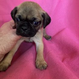 Boy 3 - Fawn male Pug puppy in Brooksville, Florida from Windsorsprings