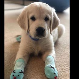 Golden Retriever Puppies from Sleepy Morning Goldens