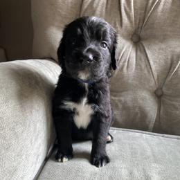 Bernedoodle, Goldendoodle, and Sheepadoodle Puppies from Dhalia’s Doodles