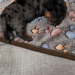 Mia - Dapple female Dachshund puppy in Port Charlotte, Florida from Belinda's little darlings dachshunds