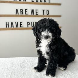 Cavapoochon puppies from This is Doodles
