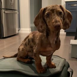 Dachshund Puppies from Valhallah Farms