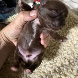 Boy 3 - Liver male Shih Tzu puppy in Eunice, Louisiana from 4J's Cajun Kennels