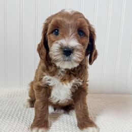 Yellow collar boy - Red  male Goldendoodle puppy in Newcastle, Oklahoma from Ritzy Creek Doodles