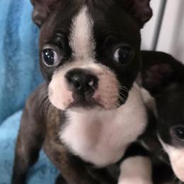 Scout - Brindle and white female Boston Terrier puppy in Athol, Massachusetts from Kennedy's Kennel