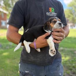 Boy 2 - Black fawn and white male Beagle puppy in Hudson, Michigan from Bachman’s Kennel
