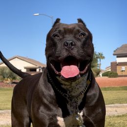 American Bully Puppies from Forgiati American Bullies